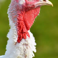 risque-sanitaire-aviaire