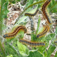 risque-sanitaire-chenille