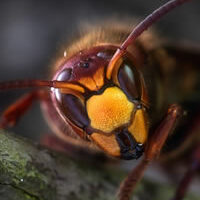 risque-sanitaire-frelon