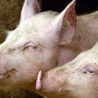 risque-sanitaire-h1n1