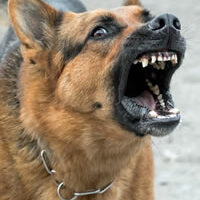 risque-sanitaire-rage