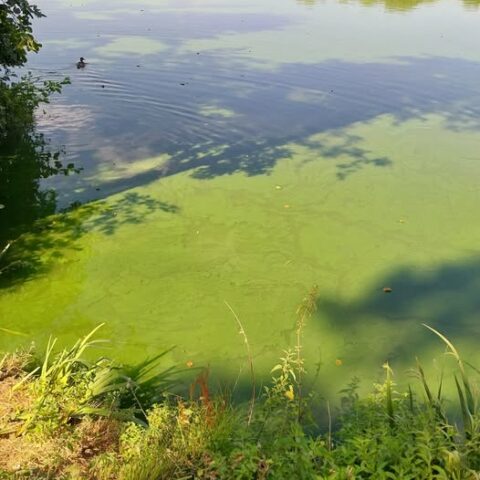 Pollution étang de la Loy